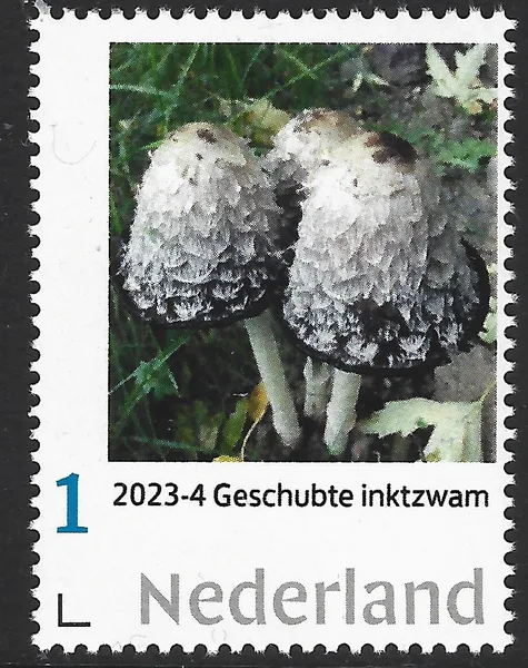 Netherlands 2023-4 Mushroom: Shaggy Ink Cap - Coprinus Comatus MNH