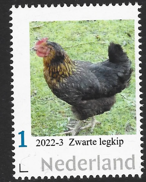 Nederland 2022-3 Kip - Chicken: Zwarte legkip postfris/mn