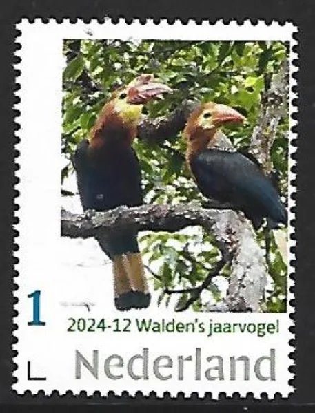 Netherlands 2024-12 bird: Rufous-headed Hornbill MNH