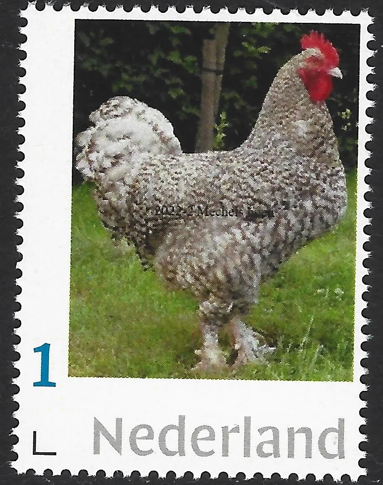 Pays-Bas 2022-2 Poule - Chicken : poule de Malines neuf/mnh