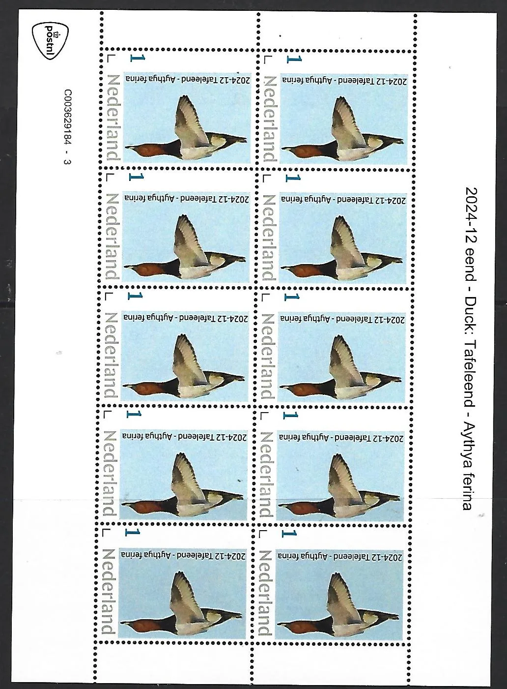 Pays-Bas 2024-12 Canard Eider : Eider feuillet neuf