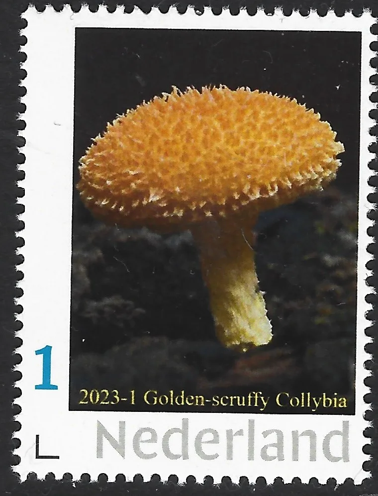 Pays-Bas 2023-1 champignon : Cyptorama Asprata neufs/mnh