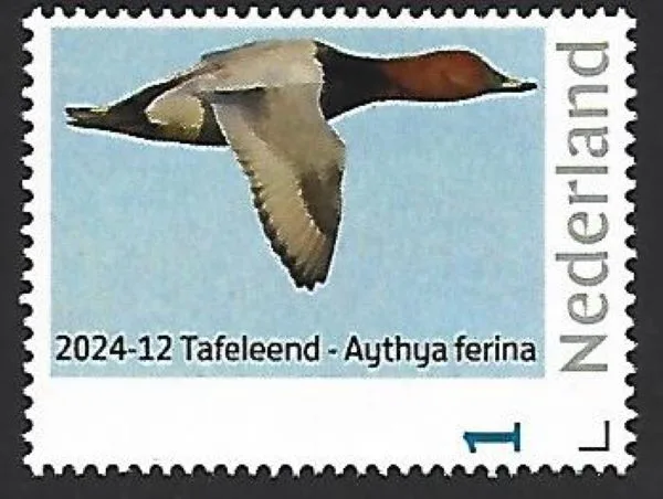 Netherlands 2024-12 Duck: Tufted Duck MNH