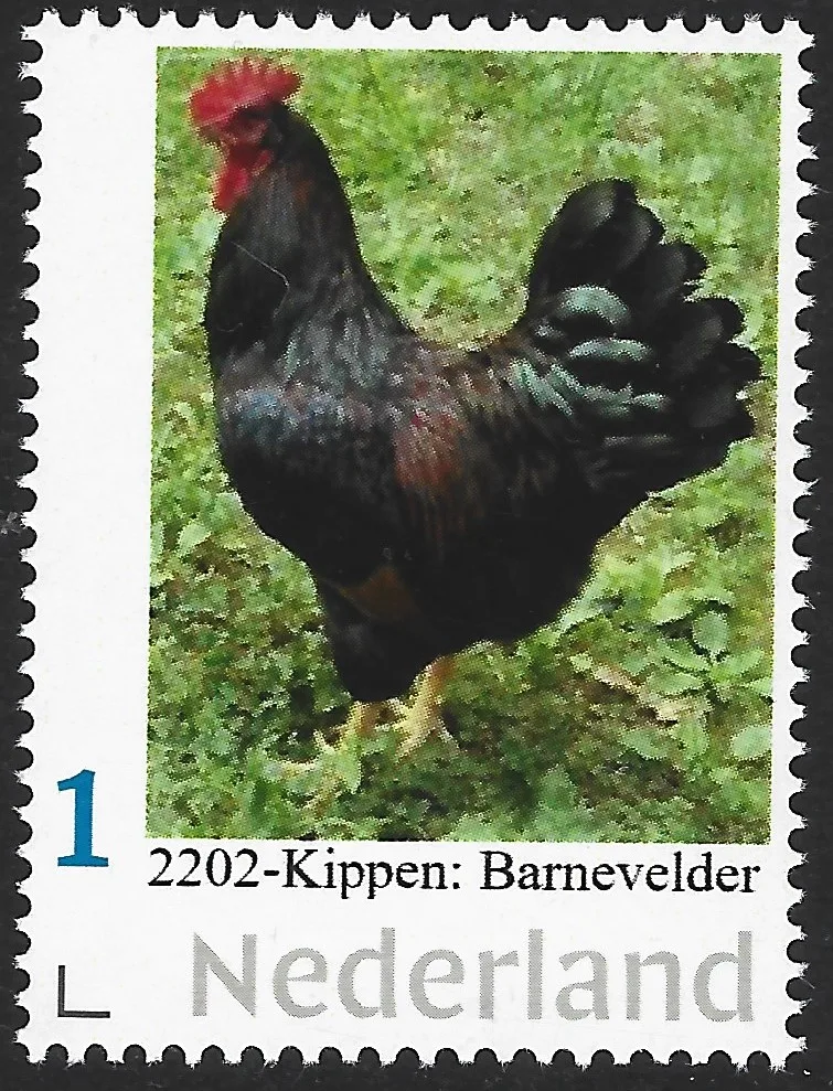 Niederlande 2022-1 Hühner Barnevelder postfrisch/mnh