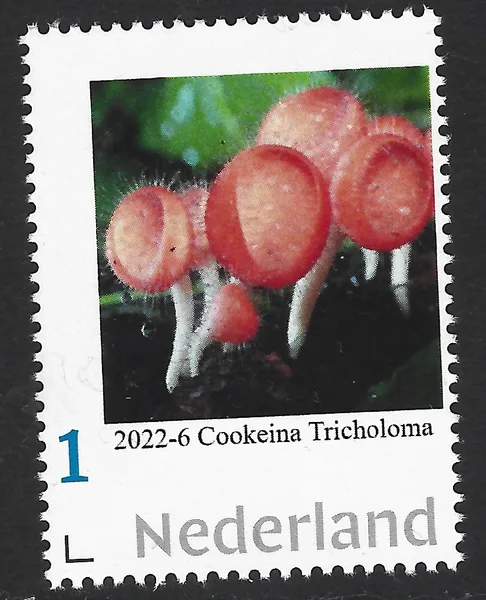 Nederland 2022-6 Paddenstoel - Mushroom: Cookeina Tricholoma postfris/mnh