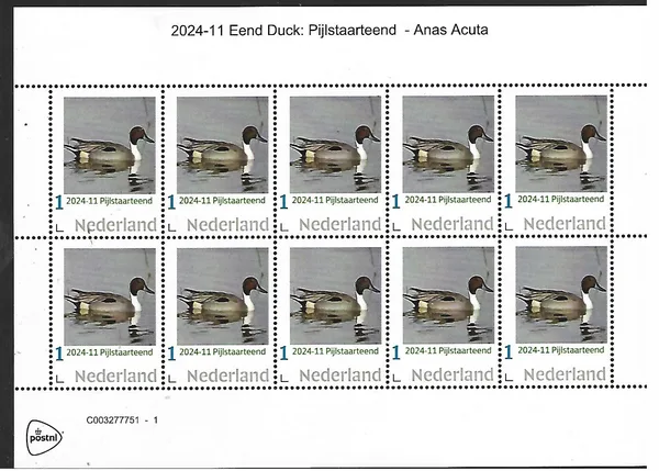 Nederland 2024-11 Eend Duck Pijlstaarteend Anas Acuta sheetlet postfris/mnh