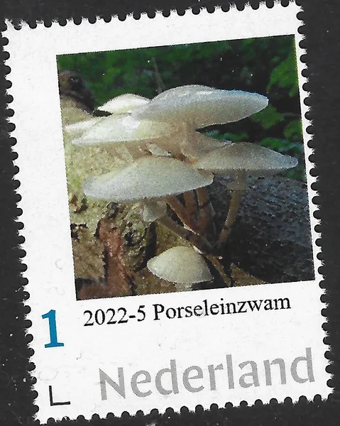 Nederland 2022-5 Paddenstoel - mushroom oudemansiella mucida posfris/mnh