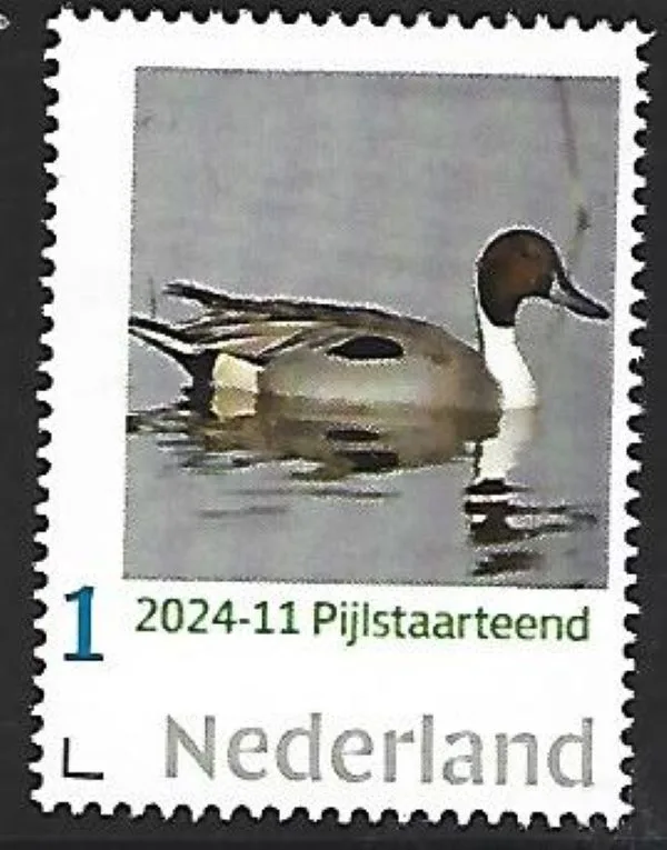 Pays-Bas 2024-11 Canard Canard à longue queue Anas Acuta neuf/mnh