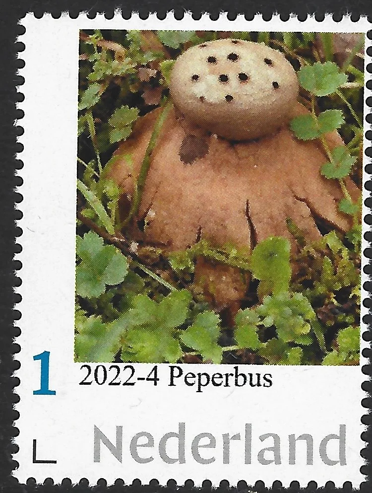 Niederlande 2022-4 Pilz Pfefferbüchse Myriostoma coliforme postfrisch/mnh