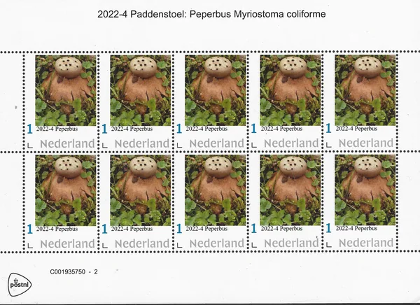 Nederland 2022-4 Paddenstoel Peperbus Myriostoma coliforme vel-sheetlet postfris/mnh