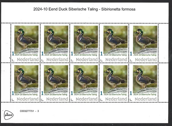 Netherlands 2024-10 Duck: Siberian Teal Siberionetta formosa sheetlet MNH