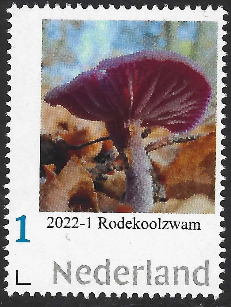 Nederlannd 2022-1 Paddestoelen mushrooms Rodekoolzwam postfris/mnh