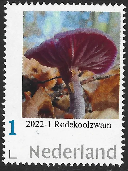 Netherlands 2022-1 Mushrooms Rodekoolzwam MNH