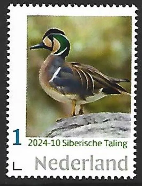 Netherlands 2024-10 Duck: Siberian Teal Siberionetta formosa MNH