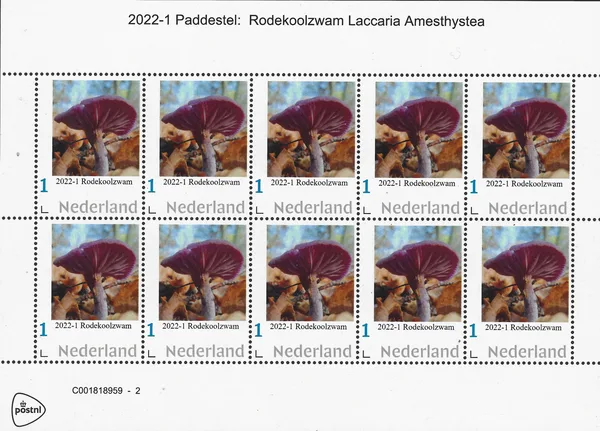 Nederland 2022-1 Paddestoelen - muushrooms Rodekoolzwam vel/sheetlet postfris/mnh