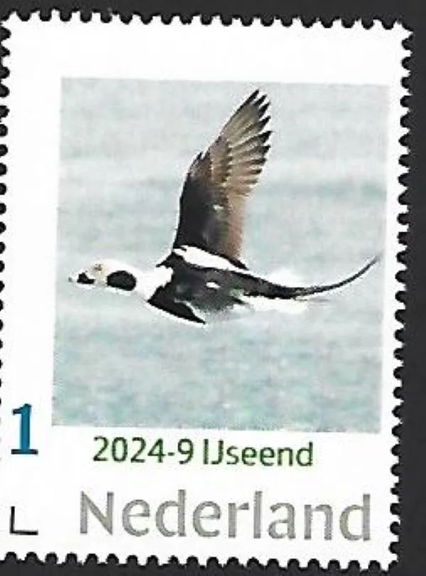 Nederland 2024-9 Eend Duck: IJseend postfris/mnh