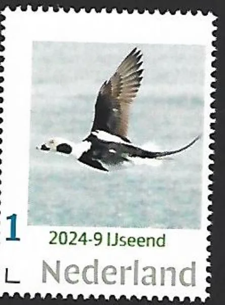 Netherlands 2024-9 Duck: Long-tailed Duck MNH