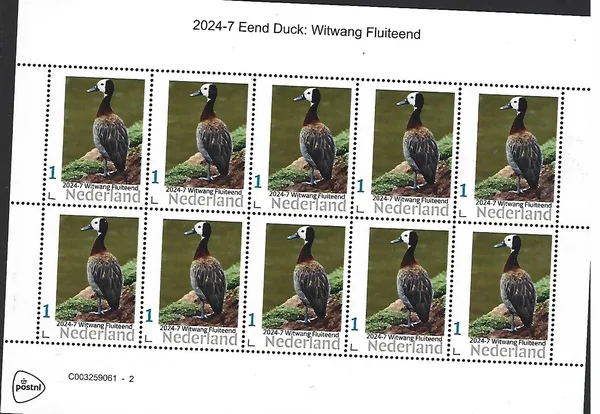Netherlands 2024-7 Duck Witwang Whistling Duck sheet MNH