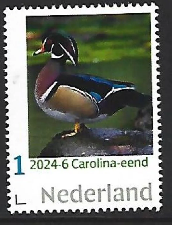 Pays-Bas 2024-6 Canard Duck: Canard branchu Aix sponsa neuf/mnh
