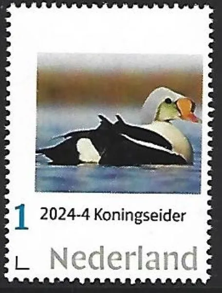 Nederland 2024-4 Eend Duck: Koningseidereend postfris/mnh