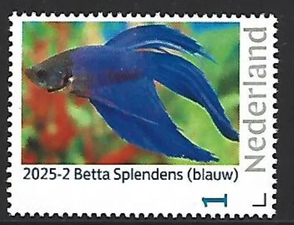 Nederland 2025-1 Vis Fish: Betta Splendens (blue) postfris/mnh
