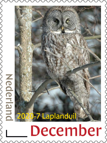 Niederlande 2020-7 Eulen Bartkauz postfrisch/mnh