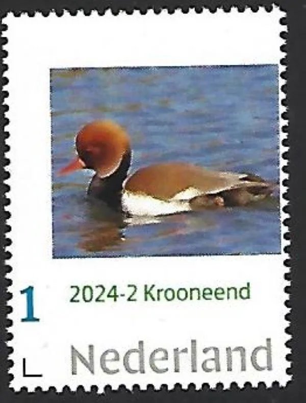 Niederlande 2024-2 Ente Krooneend