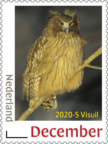 Nederland 2020-5 Uilen - owls visuil postfris/mnh
