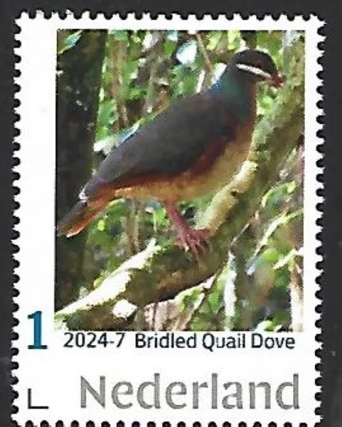 Nederland 2024-7 Caribisch Ned. Eustatius Bridled Quail dove postfris/mnh