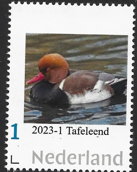 Nederland 2023-1 vogels - birds Tafeleend - red crested pochard postfris/mnh