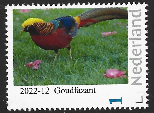 Nederland 2022-12 Vogels birds Goudfazant Golden phaesant postfris/mnh