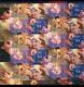 Netherlands V1702 December stamps self-adhesive sheet of 20 stamps 1996 MNH