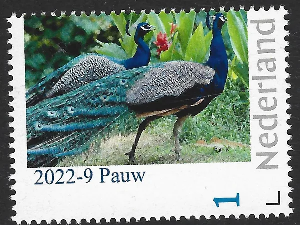 Nederland 2022-9 Vogels birds: Pauw Peacock postfriis/mnh