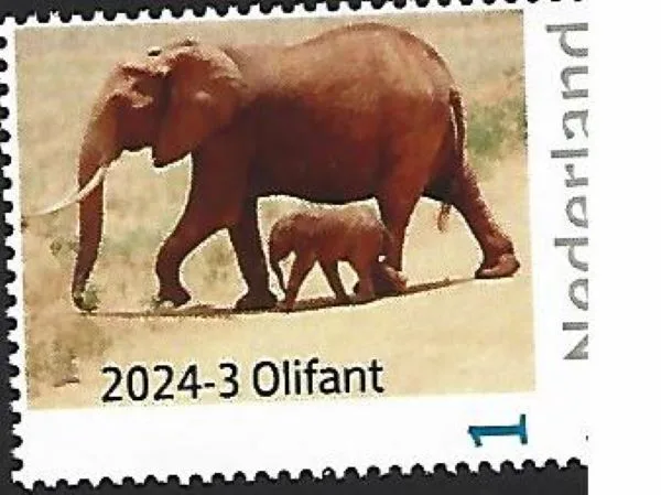 Nederland 2024-3 Natuur Nature: Olifant - Elephant