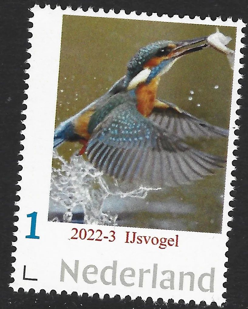 Pays-Bas 2022-3 oiseaux : Martin-pêcheur neuf