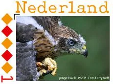 Nederland 2011 jonge havik - hawk zegel postfris/mnh