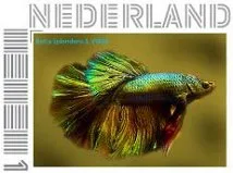 Netherlands 2013 Siamese fighting fish MNH
