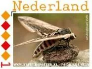 2011 Windepijlstaart insect zegel postfris serie VKSM