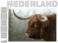Schotse hooglander rolzegel postfris