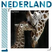 Giraffe 2011 stamp MNH