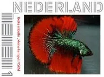 Nederland 2012 Ucollect kleine kempvis - fish postfris/mnh