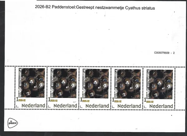 Netherlands 2026-B2 Mushroom Gestreept nestpot cyathus striatus MNH