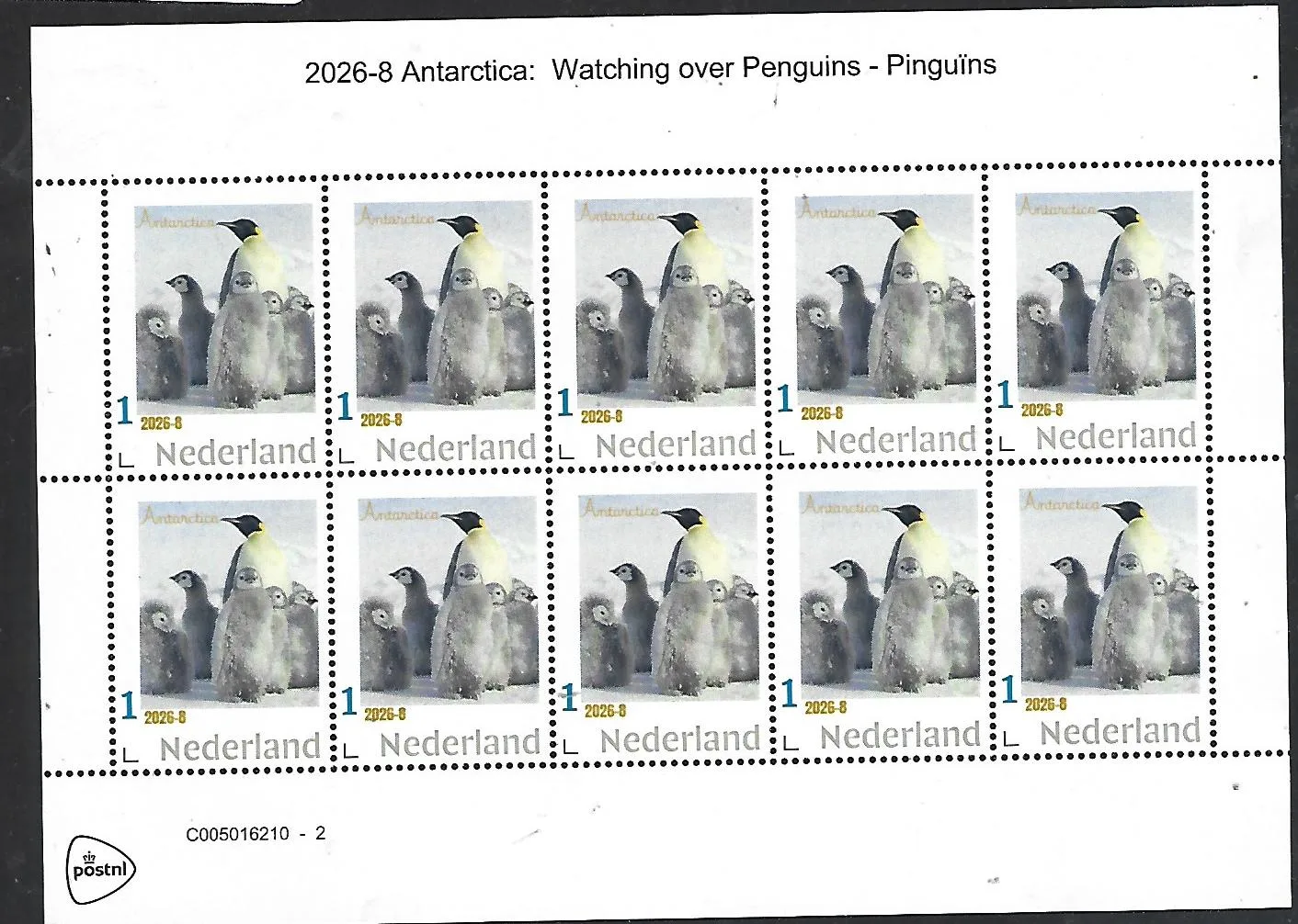 Netherlands 2026-8 Antarctica: Penguins watching over chicks sheet MNH