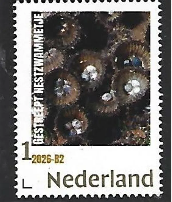 Netherlands 2026-B2 Mushroom Gelatinous Bird's Nest Fungus cyathus striatus MNH