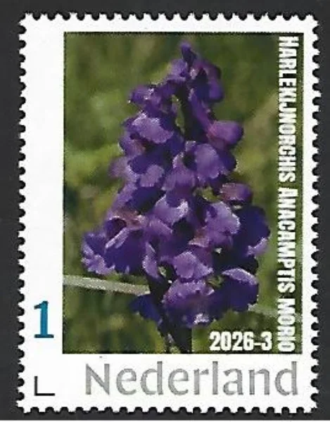 Netherlands 2026-3 Orchid: Green-winged Orchid Anacamptis morio MNH