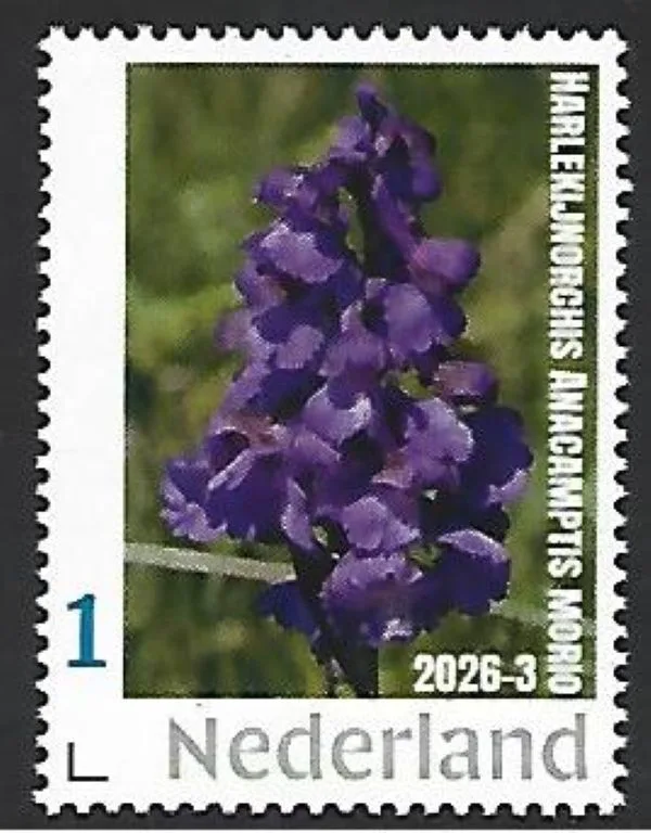 Netherlands 2026-3 Orchid: Green-winged Orchid Anacamptis morio MNH