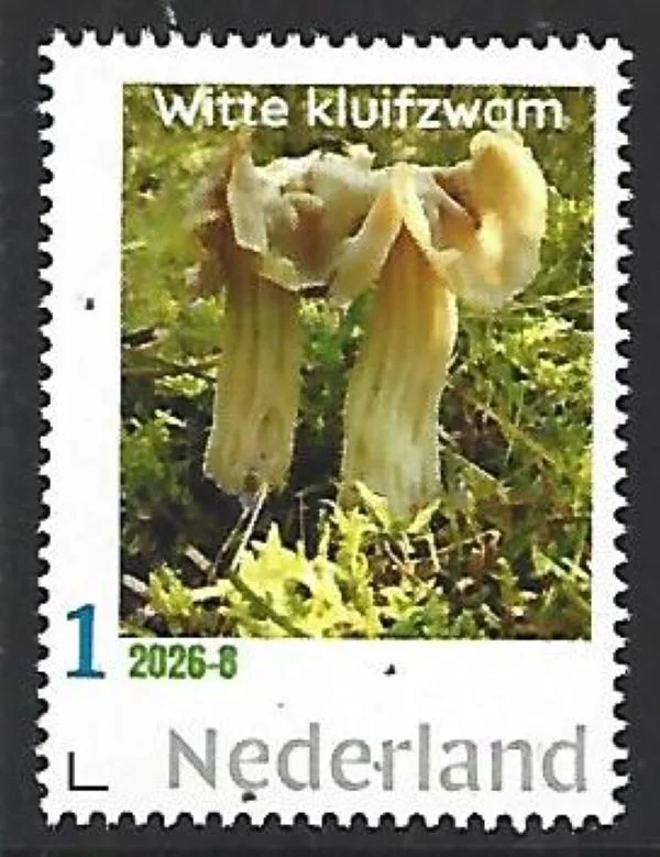 Nederland 2026-8 Mushroom: Witte kluifzwam postfris/mnh