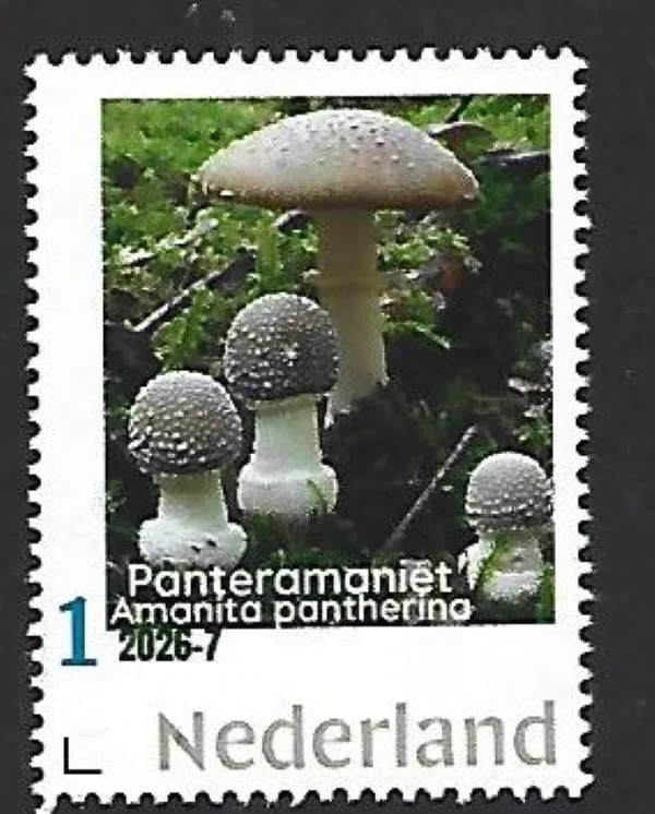Netherlands 2026-7 Mushroom: Amanita pantheria MNH