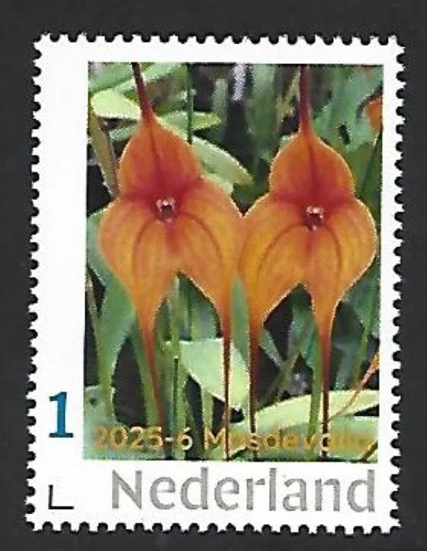Netherlands 2025-6 Orchid: Masdevalia Pleurothalilidinae MNH