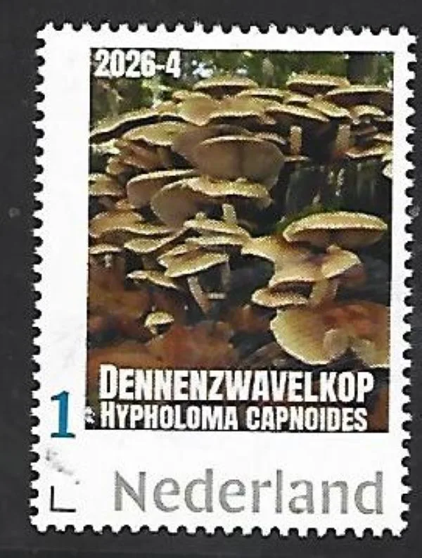 Nederland 2026-4 Paddenstoel Mushroom: Dennenzwavelkop postfris/mnh